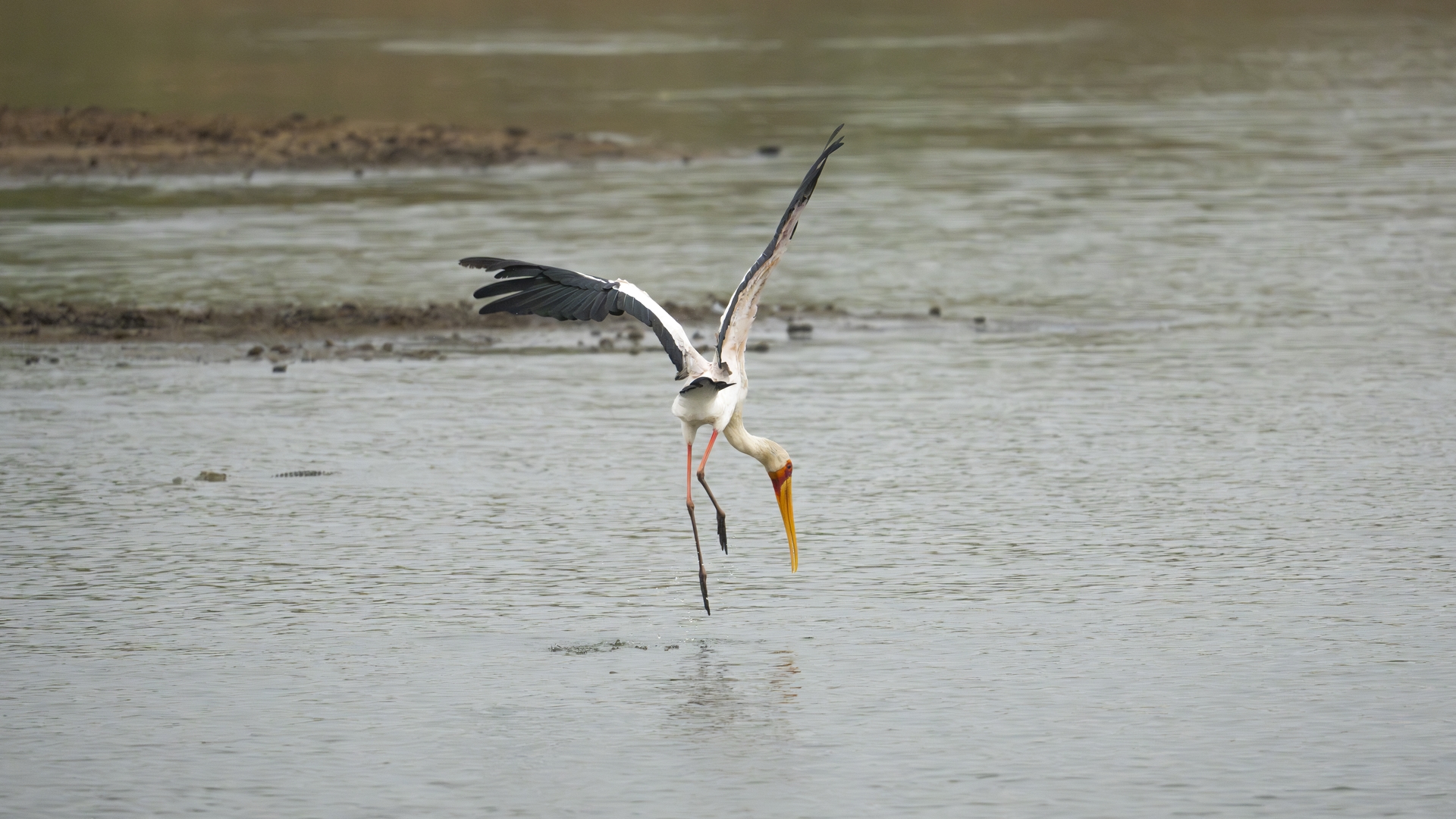 Kruger25 2025 10 30 13 15 39 ILCE 1M2 843
